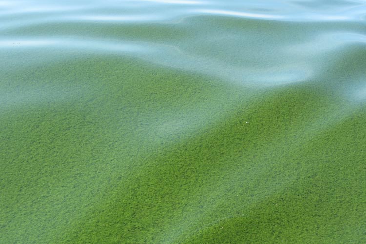 Afa Algen im Wasser