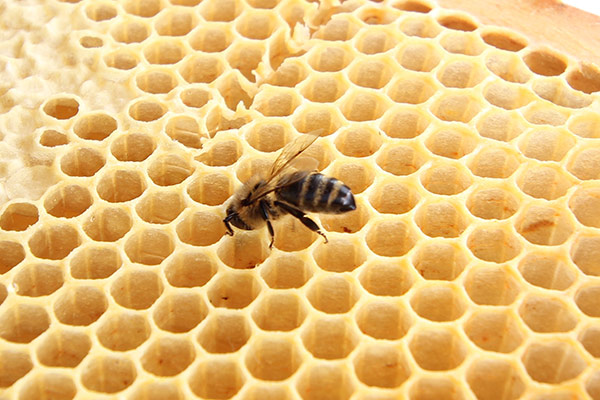 Biene mit Wabe