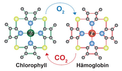 Chlorophyll und Hämoglobin