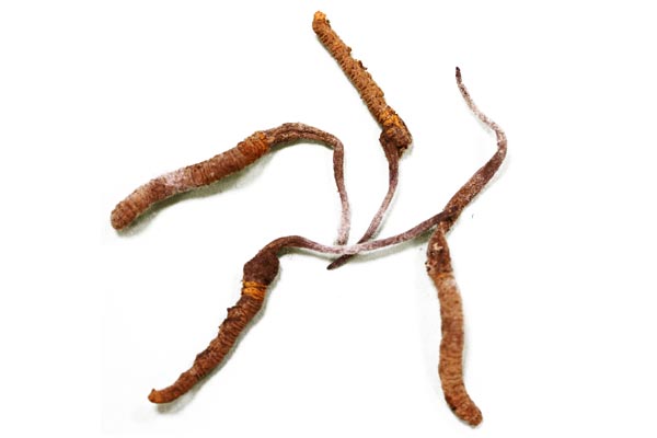 Cordyceps