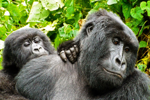 Virunga, Kongo