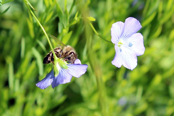 Propolis – ein wertvolles Bienenprodukt Propolis – ein wertvolles Bienenprodukt