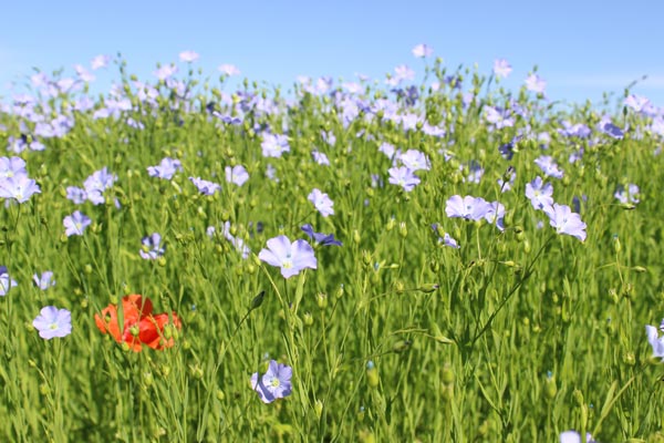 Leinblüte mit Mohn