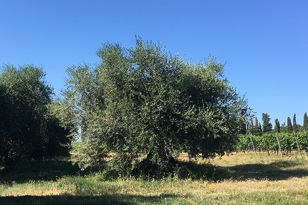 Warum Sie Olivenölexperte werden sollten
