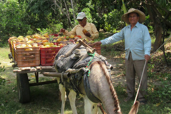 Piura, Peruo