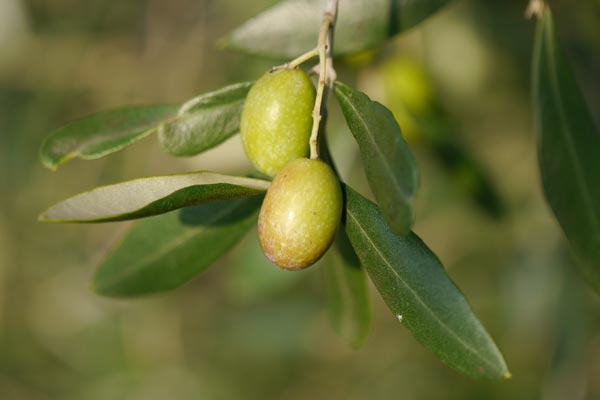 Reife Olive