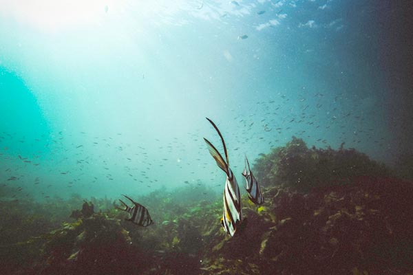 Kelp – pflanzliche Quelle zur Jodversorgung Kelp – pflanzliche Quelle zur Jodversorgung